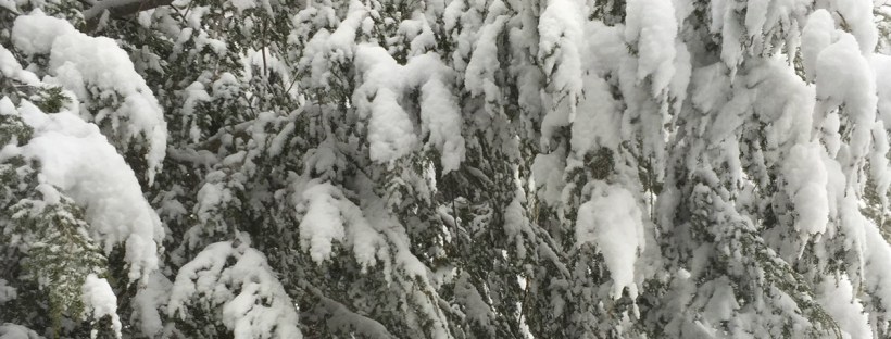 Snow Covered Tree Branches