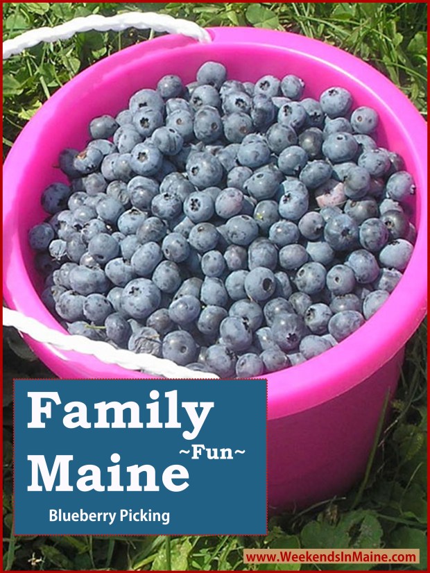 Blueberry Picking