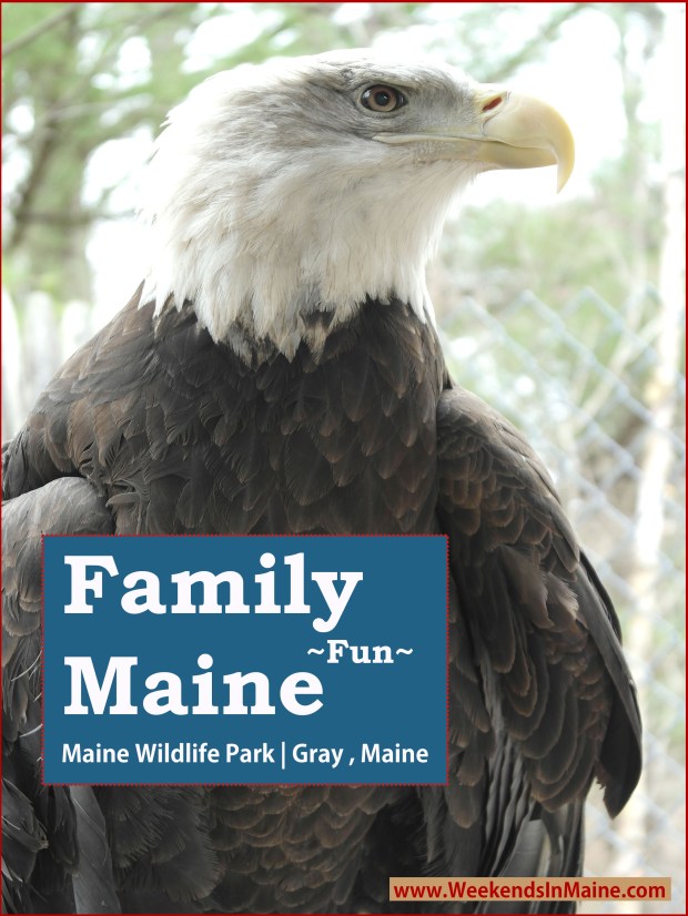 Maine Wildlife Park | Gray, Maine