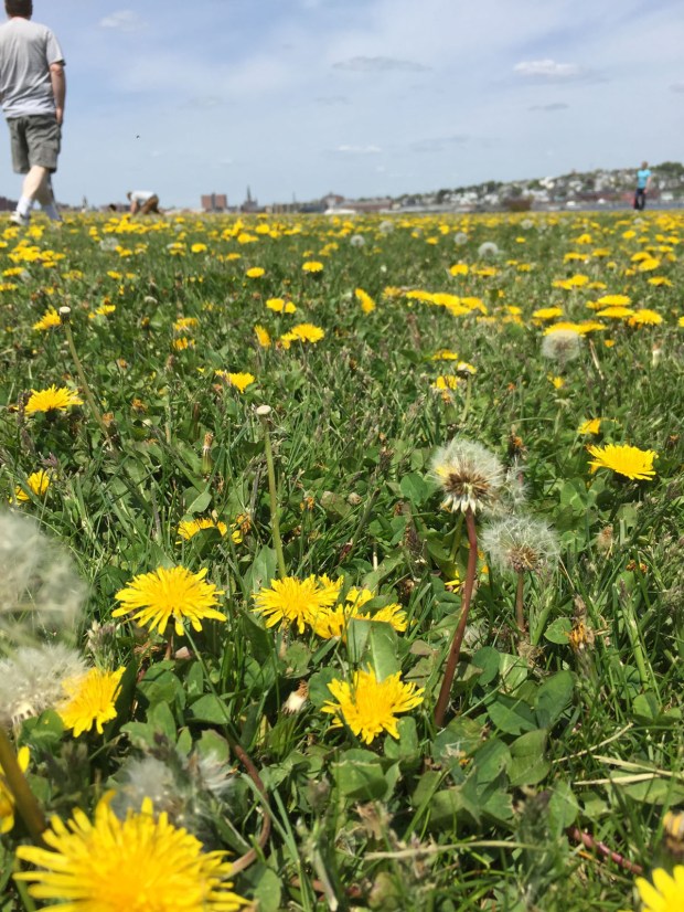 Bug Light Park Kite Festival