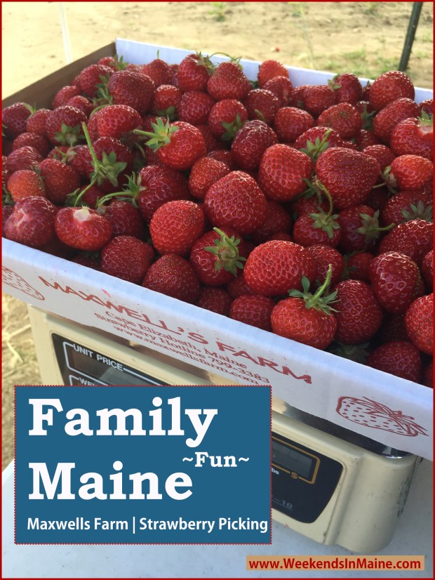 Strawberry Picking at Maxwell's Farm | Cape Elizabeth, Maine