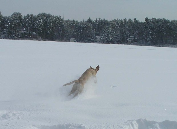 Darcy Snowballs (11)