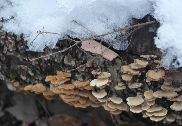 Noyes Trail in Norway