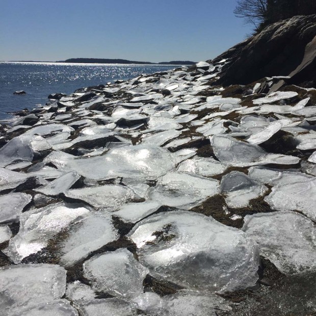 Wolfe's Neck State Park (4)